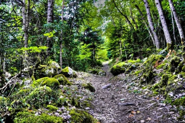 Bosc de Barricauba